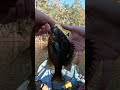 giant redbreast sunfish kayakfishing fishing riverfishing