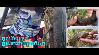 57:​ ចូលរ៉ស់គីឡូយក្ស ផ្លូវទៅអាងត្រពាំងថ្ម ​|​ amazing Snake head fishing#travel#advanture#relax