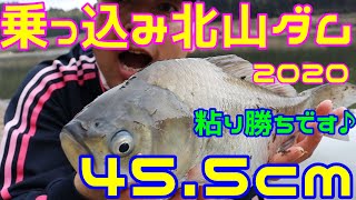 北山ダム乗っ込み2020、一日いろいろあったけど、粘り勝ち45 5センチ釣りました(*‘∀‘)【マッシュポテト】