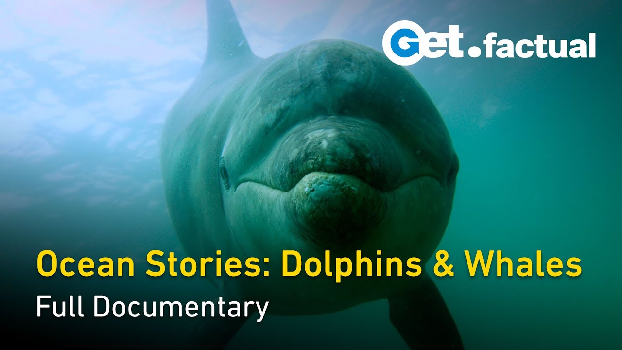 Ocean Stories Dolphins Whales Full Nature Documentary Youtube