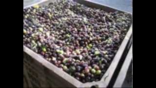 EXTRASORTER JET 100 - Optical sorting for olives - by Protec