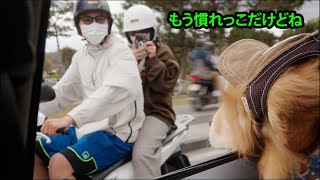 車の窓を開けたらまるでアイドル！？ 写真を撮られまくるゴールデンレトリバー！