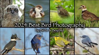 2024 Best Bird Photography 🐦 📸