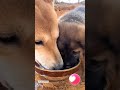 why are dogs always so eager to eat 可愛い犬 食欲旺盛 なぜ funnydogs