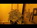 Riverponics Week 7  AutoFlower