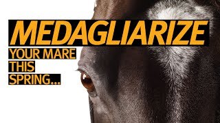 Medaglia d'Oro - Medagliarize your mare!