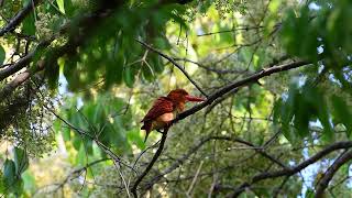 赤翡翠 Ruddy Kingfisher