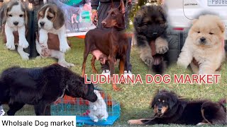 LUDHIANA DOG SHOW || BEAUTIFUL DOG  AND CHEAPEST PRICE || WHOLESOME PUPPY MARKET ||