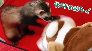 【フェレット】人間と遊ぶのが好きな子と、ひとり遊びが好きな子【Ferret playing with human】ferret#127