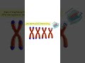 exercise and telomeres dna exercise telomeres dna aging exercise fitness telomerase