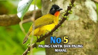 Mengenal 5 jenis burung kutilang paling banyak di cari untuk di pelihara