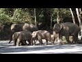 春節のシーサンパンナに野生のアジアゾウ出現　雲南省