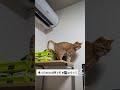 棚に乗ったものの降り方を悩む茶トラちっこ。 cat cute cutecat 猫 猫好きさんと繋がりたい 保護猫出身 多頭飼い 猫のいる暮らし 癒し ねこのいる生活