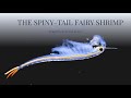 The Spiny-tail Fairy Shrimp (Streptocephalus sealii)