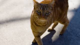 Help Our Community Cat Population Through Our TNR Program