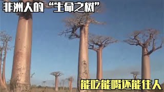 非洲人的“生命之树”，能吃能喝还能住人！甚至还被用来继承