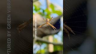 Amazing! Garden Orb Weaver Spider on their Web (Argiope keyserlingi)—#shorts