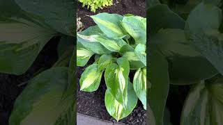 Blomidon Nurseries Hudson Bay Hosta