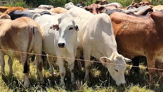 Finishing Beef on Pasture