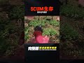 scum 野外生存生不逢時 c維游戲解說 搞笑 游戲 official server 官方服務器