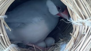 【文鳥】卵を産んで生活激変するしーちゃん【Java sparrow】Birds that lay eggs and change their lives are precious