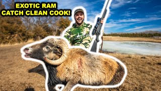 SPOT and STALK Exotic RAM Catch Clean Cook!!!