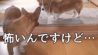 【コーギー】怖いんですけど…【Welsh Corgi】