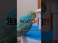 ショートバージョン　世界一長生きしたセキセイインコちゃんの話 セキセイインコ