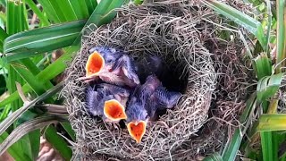 Both bar-winged prinia baby birds hungry