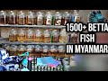 1500+ Betta in Myanmar ( vlog )