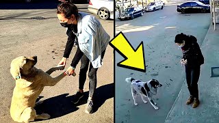 Camera Catches Woman’s Interaction With Stray Dog Blocking The Door