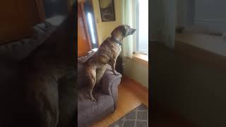 Tennessee Treeing Brindle sees mailman