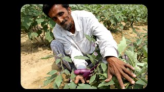 Zero-Pesticide BT Eggplant Farming in Gazipur, Bangladesh