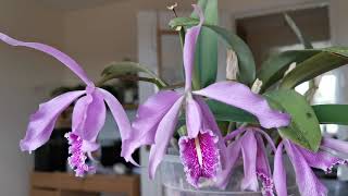 Cattleya maxima, how I grow it in semi-hydro and bloom it indoors on a windowsill in England, UK