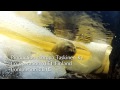 the landlocked seals trailer short