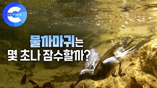 30초 잠수 실화? 물 속에서 자유롭게 사냥하는 새들