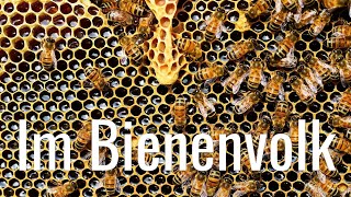 Im Bienenvolk #Kita@Home