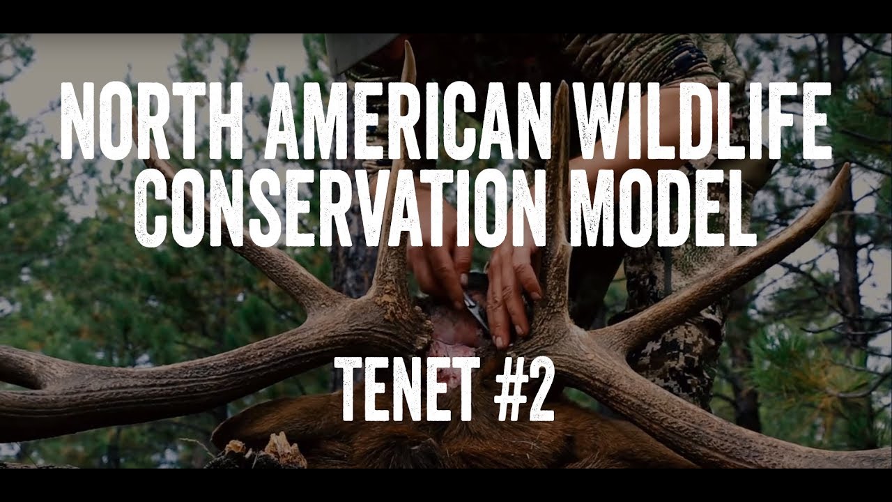 North American Wildlife Conservation Model - Tenet #2 - YouTube