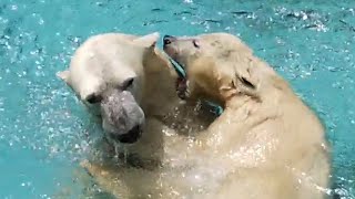 甘噛みですよ💗イっちゃんママに挑戦するシロクマホウちゃん【天王寺動物園】