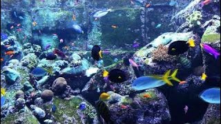 3 HOURS of Beautiful Coral Reef Fish, Relaxing Ocean Fish, Aquarium Fish Tank & Relax Music 1080p H