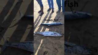 Konam chepa #konumfish #fish #fishing