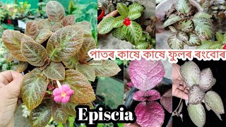 বৰ মৰমলগা পাতৰ ইপিছিয়া(episcia) ৰ প্ৰজাতিবোৰ😍// ক'ত, কেনেকৈ থৈছোঁ  নাইবা কেনে মাটিত ৰুৱ লাগে?episcia