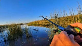 encontré el NIDO DE LAS TARARIRAS pegado a los juncos. #fishing #pesca #fish