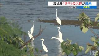 名護市の羽地内海に渡り鳥　ダイサギやアオサギの大群が飛来