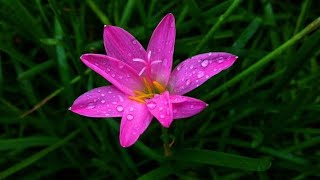 pink rain lily🌷| Zephyranthes rosea |it's description,uses \u0026warning  #nature #flowers #rain #lily