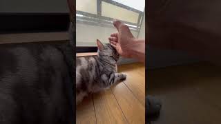 猫にチョップしたら凄い顔された #shorts