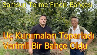 Samsun Terme - Fındık Dallarında Uç kuruması - Palaz Fındığı - Fındıkta Tabandan Ve Yapraktan Gübre