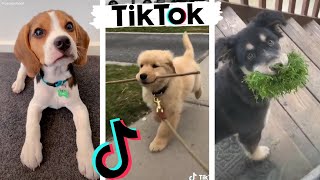 Funny DOGS of TikTok ~ Cute Puppies ~ Best Doggos of TIK TOK Compilation!