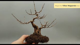 Repot for Vitex Negundo #bonsai tree  #분재