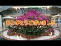 ブーゲンビリアの育てかた　植付け　誘引　剪定時期　　　　　　 植物　 ブーゲンビリア　 剪定　 ガーデニング　 植木　 亜熱帯植物　 花